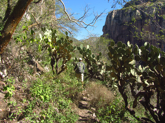 Walking on an old Tarahumara trail through the desert vegetation. （砂漠地帯に通る古くからあるタラウラマ族が使った道を歩く）