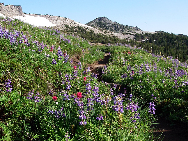 In early summer, wildflowers abound on the Wonderland Trail