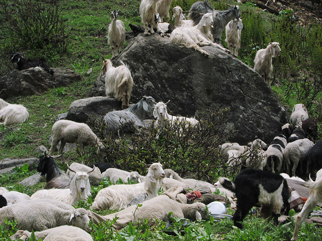 山羊の群れのなかで羊飼いが昼寝していた。One of the shepherds relaxing with his herd.  