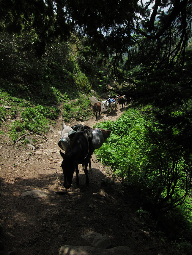 馬のキャラバンが遠方の村へ物資を運んでいた。A train of horses bringing supplies to a rural village. 