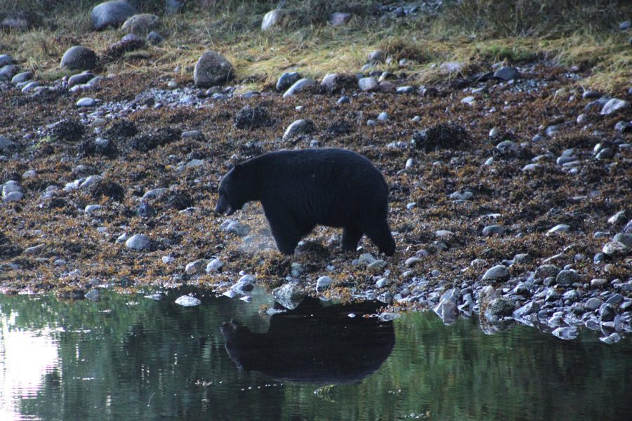 LIZ13_03_A black bear near a pond by Zeuss Cochrane