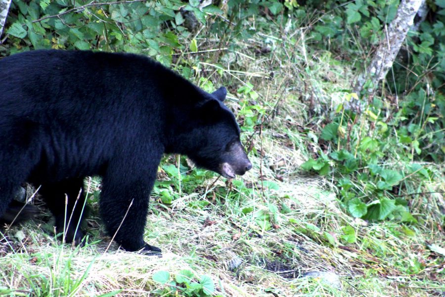 LIZ13_09_Black bears can get rather big by Zeuss Cochrane